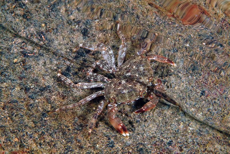 Pachygrapsus marmoratus allo specchio!